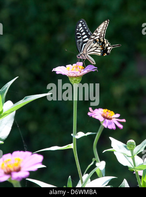 Schmetterling auf Blume Stockfoto