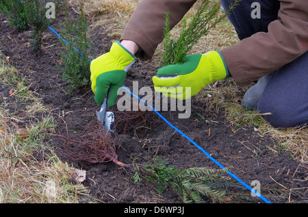 Hecke Pflanzen Eibe - Pflanzung einer Hecke Taxus 03 Stockfoto