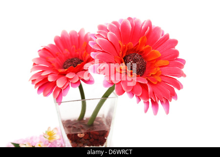 Blumen in Vase und Steinen isoliert auf weißem Hintergrund. Stockfoto