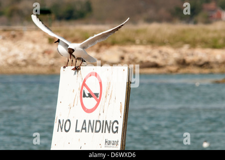 Zwergseeschwalbe Landung auf einem keine Landung Schild Stockfoto