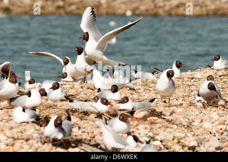 Seeschwalben Paarung Stockfoto