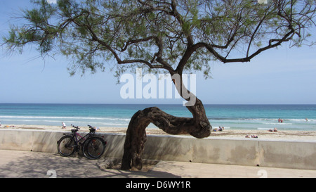 Nord Osten Mallorca Mallorca Insel Cala Millor Spanien Europa Stockfoto