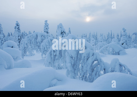 Winterwald der nordischen mit viel Schnee auf den Bäumen Stockfoto