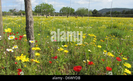 Nord Osten Mallorca Mallorca Insel Cala Millor Spanien Europa Stockfoto