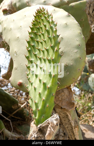 Feigenkaktus (Opuntia Littoralis) Stockfoto