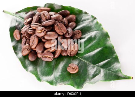 Kaffeebohnen auf Blatt. Closeup Snapshot auf einem weißen Hintergrund. Stockfoto