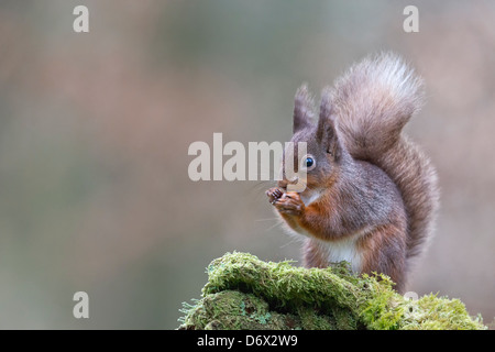 Schottische Eichhörnchen füttern Stockfoto