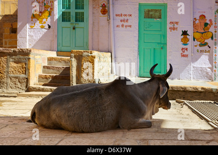 Straßenszene, Kuh auf die Straße, Jaisalmer, Rajasthan Zustand, Indien Stockfoto