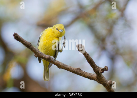 Gemeinsamen Iora (Aegithina Tiphia) weiblich, kratzen Stockfoto