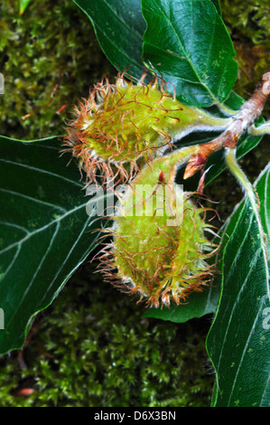 Buche Baumsamen Stockfoto
