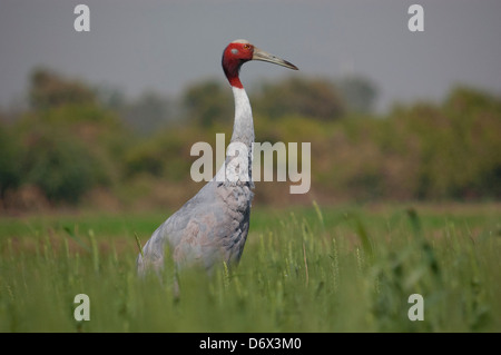 Stilicho oder indische Kranich (Grus Antigone) Stockfoto