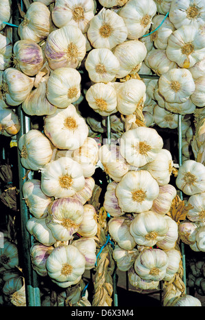 Saiten von Knoblauch auf Verkauf in einem französischen Markt Stockfoto