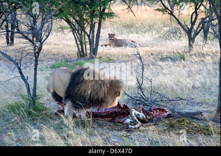 Löwe frisst Zebra im Busch. Antelope Park, Simbabwe, Afrika. Stockfoto