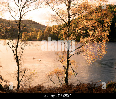 GB - Schottland/TAYSIDE: Herbst am Loch Tummel Stockfoto