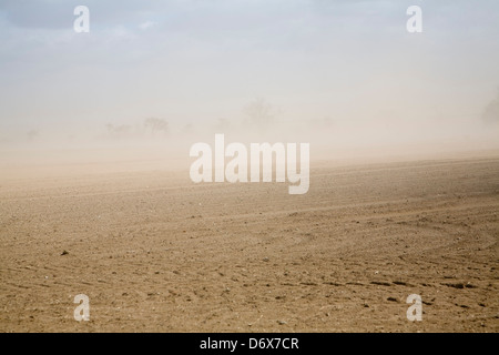 Wind verursacht Bodenerosion in Felder, Suffolk-Sandlings Stockfoto