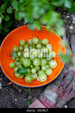 Stachelbeeren, handverlesen aus dem Busch in eine orange Sieb Stockfoto