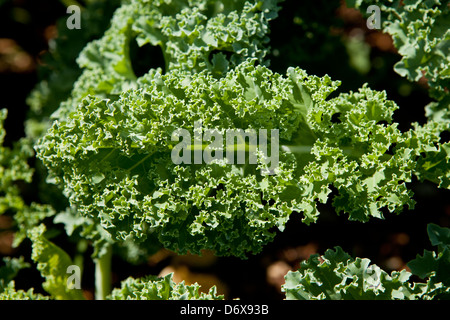 Grünkohl im Garten Stockfoto