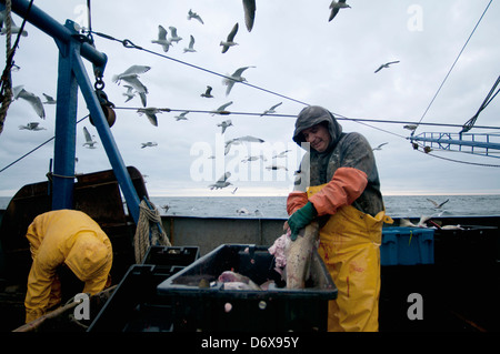 Fischer reinigen atlantischen Kabeljau (Gadus Morrhua) auf dem Deck der Fischerei Dragger. Stellwagen Banken, New England, Vereinigte Staaten von Amerika Stockfoto