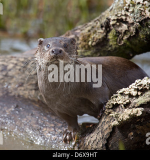 Porträt von einem europäischen Otter Stockfoto