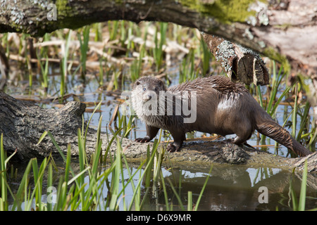 Europäische Otter Stockfoto