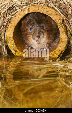 Schermaus versteckt in Rohr Stockfoto