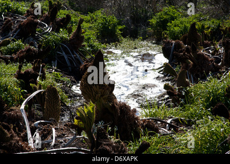 Teich und Pflanzen in Tremenheere Skulptur Gärten Cornwall UK Stockfoto