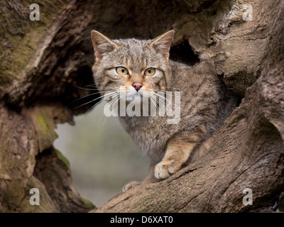 Porträt einer Wildkatze, Felis silvestris Stockfoto