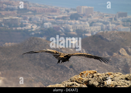 Adler In den Bergen Stockfoto