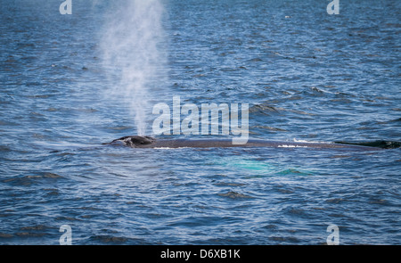 Whale Watching vor der Ostküste der USA Stockfoto