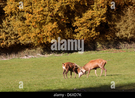 Rothirsch auf Waldlichtung im Herbst Stockfoto