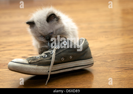 Kätzchen spielt mit Schnürsenkel Stockfoto