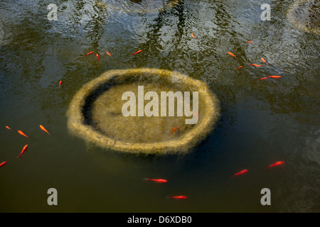 Goldfische in den Seerosenteich im Brooklyn Botanic Garden; Brooklyn; NY. Stockfoto