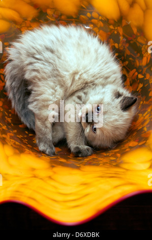 Kätzchen rollt in Schüssel Stockfoto