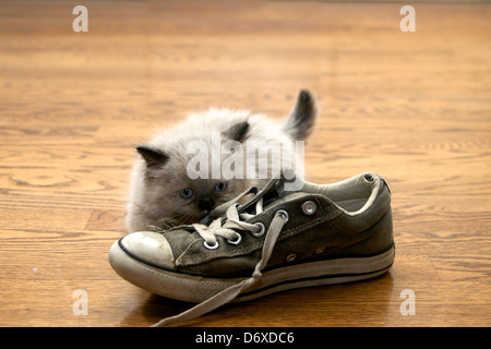 Kätzchen spielt mit Schuh Stockfoto