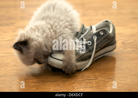 Das 7 Wochen alte Kätzchen attackiert den Compverse Sneakerschuh und greift mit winzigen Krallen auf dem Holzboden-Hintergrund Stockfoto