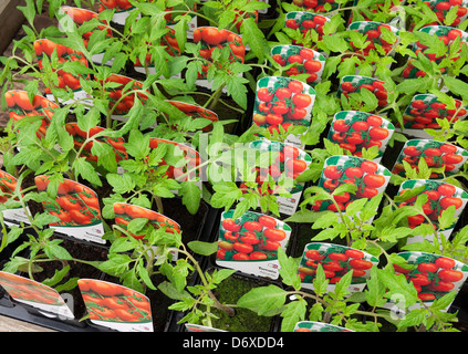 Tomatenpflanzen im Kindergarten Stockfoto