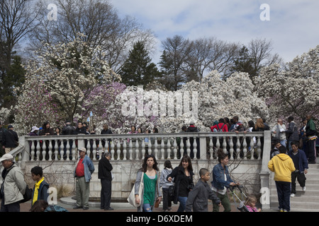 Frühling im Brooklyn Botanic Garden mit den Magnolien in voller Blüte. © David Grossman Stockfoto