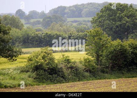 Sörup, Deutschland, Hecke in der Fischerei Stockfoto