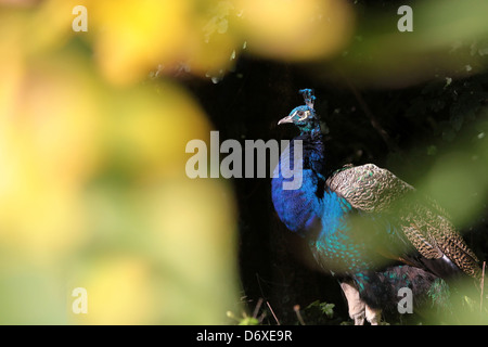 Indischen Pfauen (Pavo Cristatus) im Park Stockfoto