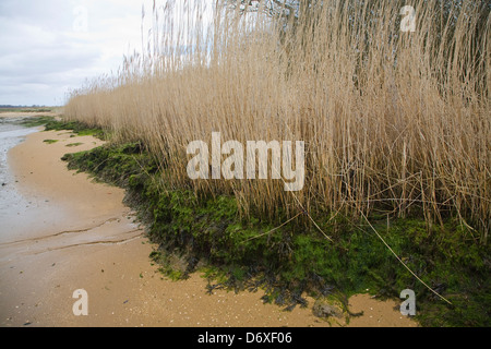 Detail der Schilf wächst am Wasser Fluss Deben Ebbe, Suffolk, England Stockfoto