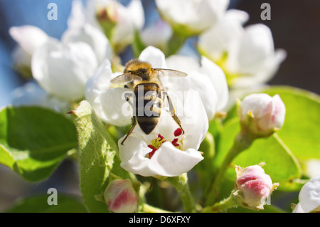 Die Bienen sammeln Pollen auf Zweig der sanfte weiße Blüten einer Birne Stockfoto
