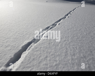 Rotfuchs (Vulpes vulpes) Spuren auf Schnee im Winter, Finnland Stockfoto