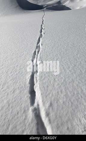 Rotfuchs (Vulpes vulpes) Spuren auf Schnee im Winter, Finnland Stockfoto