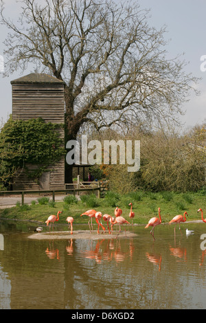 Flamingos Feuchtgebiete Zentrum Slimbridge Gloucestershire England UK Stockfoto