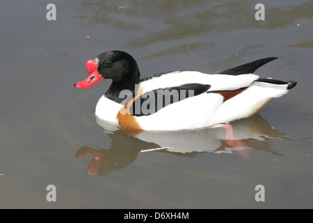 Gemeinsamen Brandgans Feuchtgebiete Zentrum Slimbridge Gloucestershire England UK Stockfoto