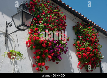 Fenster und Blumen, Cordoba, Region von Andalusien, Spanien, Europa Stockfoto