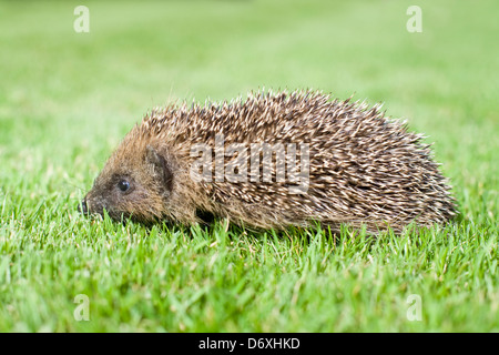 Junge Igel auf Rasen bei Tageslicht Stockfoto