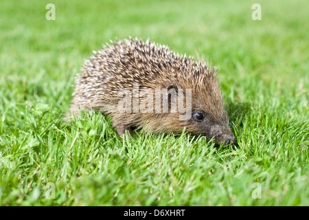 Junge Igel auf Rasen bei Tageslicht Stockfoto