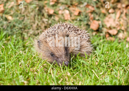 Junge Igel auf Rasen bei Tageslicht Stockfoto