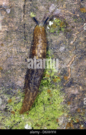 Leopard Slug (Limax Maximus) kroch ein Baumstamm Stockfoto